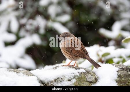 Dunnock (Prunella modularis) im Schnee, Northumberland, Großbritannien Stockfoto