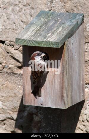 Männlicher Haussperling (Passer domesticus), bei Nestbox, Northumberland, Großbritannien Stockfoto