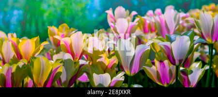 Mehrfarbige Tulpenblüten im Garten an sonnigen Tagen. Horizontales Banner und breite Aufnahme von Frühling Blumenbeet - floralen Hintergrund in hellen Farben. Stockfoto