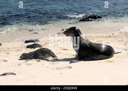 Robbe und Babyrobbe an einem unberührten Strand auf einer Galapagos-Insel (Mosquera) in Ecuador, Südamerika Stockfoto