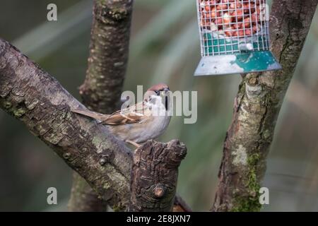 Baumsperling (Passer montanus) Caerlaverock WWT, Dumfries & Galloway, Schottland, Großbritannien Stockfoto