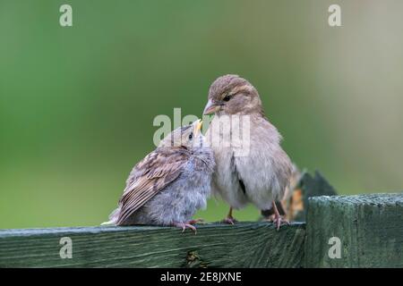 Haussperling (Passer domesticus) weibliche Fütterung Jungling, Northumberland Nationalpark, Großbritannien Stockfoto