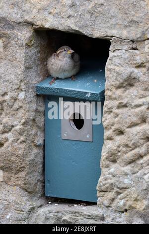 Haussperling (Passer domesticus) weiblich im Nistbox, Northumberland National Park, Großbritannien Stockfoto
