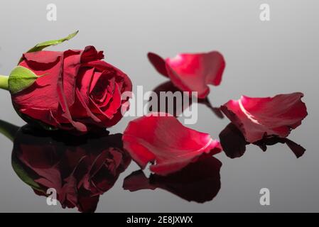 Rote Rose und Blütenblätter. Tolle Reflexion. Grußkarte zum Valentinstag und Geburtstag. Stockfoto