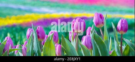 Abstrakte Spring Header-Vorlage in Pastelltönen - leuchtend rosa Tulpen in der Vorderansicht Nahaufnahme. Blumenbeet mit Bokeh-Effekt - bunte florale Dekorationen Stockfoto