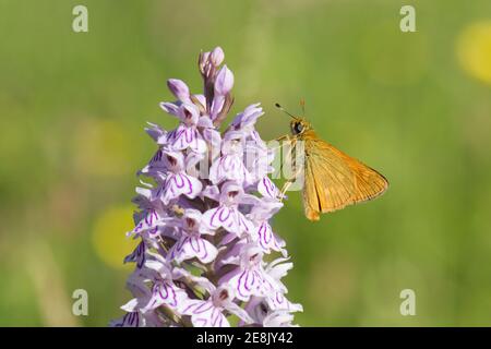 Großer Skipper Schmetterling, Ochlodes venata, Nektern auf Common Spotted Orchid Blume, Dactylorhiza fuchsii, bei BBOWT Whitecross Green Wood Reserve. Stockfoto