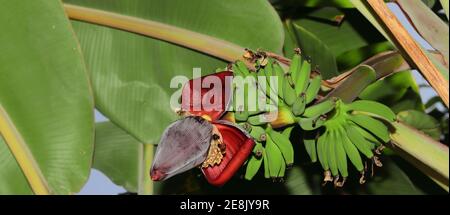 Anbau von rohen Bananen im Garten und Honigbienen sammeln Honig und Wachs aus Bananenblüten. indien, Asien. Asiatisch-indischer Lebensstil. Stockfoto