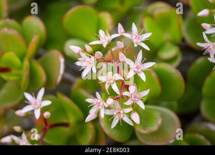 Blumen der Jade Pflanze, Crassula ovata, saftige Pflanze, die im Garten wächst. Spanien Stockfoto