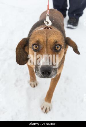 Hund aus einem Tierheim mit freundlichen und schönen Augen Stockfoto