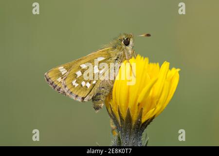 Silver-spotted Skipper Butterfly, Epargyreus clarus, ruht auf Blumenkopf im Aston Rowant National Nature Reserve, Oxfordshire,13th. August 2017. Stockfoto