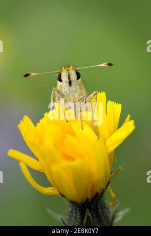 Silver-spotted Skipper Butterfly, Epargyreus clarus, ruht auf Blumenkopf im Aston Rowant National Nature Reserve, Oxfordshire,13th. August 2017. Stockfoto