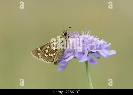 Silver-spotted Skipper Butterfly, Epargyreus clarus, Neckering auf einer kleinen Scabious Blume, Scabiosa columbaria, am Aston Rowant NNR, Oxfordshire. Stockfoto