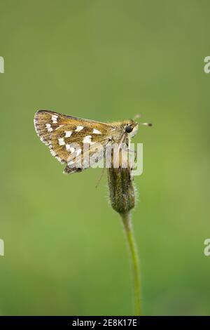 Silver-spotted Skipper Butterfly, Epargyreus clarus, in Ruhe auf der Anlage im Aston Rowant National Nature Reserve, Oxfordshire, 13th. August 2017. Stockfoto