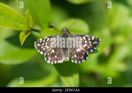 Grizzled Skipper Butterfly, Pyrgus malvae, in Ruhe im BBOWT's Nature Reserve, Hartslock, Oxfordshire, 23rd. Mai 2018. Stockfoto