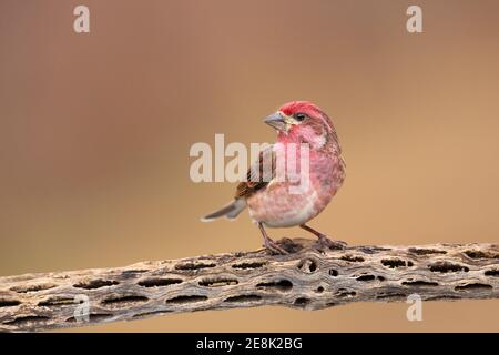 vogelfinke lila finke männlich einfache saubere männliche lila Finke auf Ast mit sauberem Hintergrund, Haemorhous purpureus Stockfoto