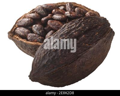 Halbierte Kakaoschote mit ganzen fermentierten Kakaobohnen (Theobroma cacao fruit w Samen) isoliert Stockfoto
