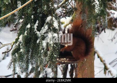 Braunschweig, Deutschland. Januar 2021. Morgens sitzt ein Eichhörnchen an einem Futterhäuschen in einem verschneiten Garten. Quelle: Stefan Jaitner/dpa/Alamy Live News Stockfoto