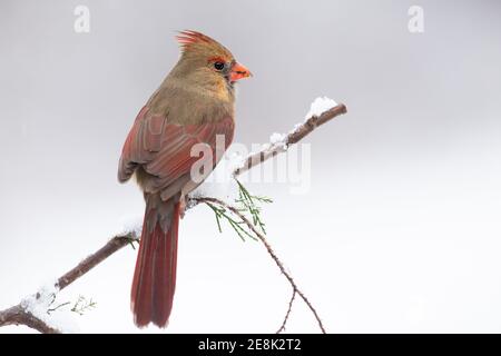 Weiblicher nördlicher Kardinal im Schnee, Cardinalis cardinalis Stockfoto