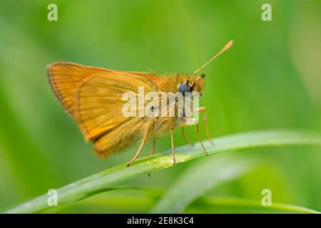 Large Skipper Butterfly, Ochlodes sylvanus, at Rest at Bernwood Forest, Buckinghamshire, 21st. Juni 2019. Stockfoto