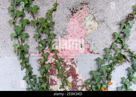 Ivy an einer Hauswand in Berlin Stockfoto
