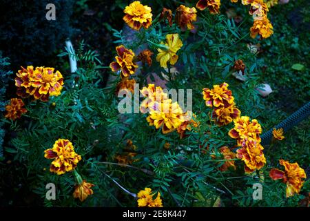 RINGELBLUMEN NACH REGEN. Stockfoto