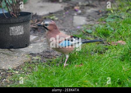 London, Großbritannien. Januar 2021. A jay in a London Garden aufgenommen im Rahmen der RSPBÕs jährlichen Big Garden Bird Watch. Foto: Roger Garfield/Alamy Live News Stockfoto