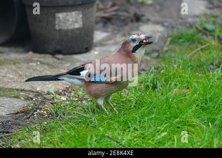 London, Großbritannien. Januar 2021. A jay in a London Garden aufgenommen im Rahmen der RSPBÕs jährlichen Big Garden Bird Watch. Foto: Roger Garfield/Alamy Live News Stockfoto