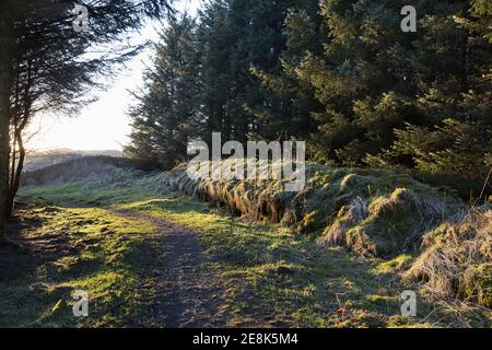 Der Hadrianswandweg führt durch einen kleinen Gehölze Cockmount Hill - die Mauer hier ist völlig überwuchert Stockfoto