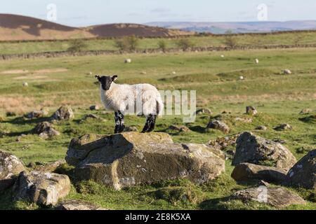 Lämmer unter den Resten der einheimischen Siedlung in Milking Gap - zwischen Highshield und Hotbank Crags - Hadrian's Wall, Northumberland, Großbritannien Stockfoto