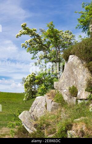 Hawthorn in Bloom on Peel Crags, Overlooking Peel Gap, Hadrian's Wall, Northumberland, Großbritannien Stockfoto