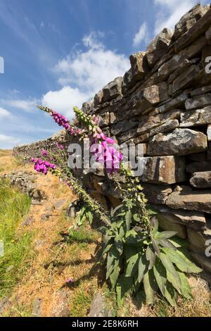 Wildblumen - Foxgloves - bei Hotbank Crags, Hadrian's Wall, Northumberland, UK Stockfoto