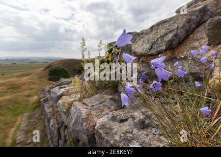 Wildblumen - Harebells - wächst in Spalten der römischen Mauer in der Nähe von Sycamore Gap, Hadrian's Wall, Northumberland, Großbritannien Stockfoto