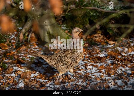 Boon, Scottish Borders, Großbritannien. Januar 2020. Kaltes Wetter, Natur, EIN weiblicher Fasanenvogel spaziert auf frostigen Boden in der frühen Morgensonne in der Nähe von Boon in den Scottish Borders. Quelle: phil wilkinson/Alamy Live News Stockfoto