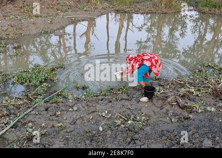 Bagerhat, Bangladesch - 21. Januar 2021: Die Wirkung von Salzwasser ist mehr in den Küstengebieten von Bangladesch. Die Menschen in dieser Region leiden viel unter f Stockfoto