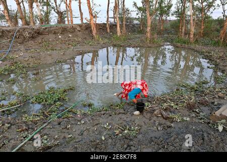 Bagerhat, Bangladesch - 21. Januar 2021: Die Wirkung von Salzwasser ist mehr in den Küstengebieten von Bangladesch. Die Menschen in dieser Region leiden viel unter f Stockfoto