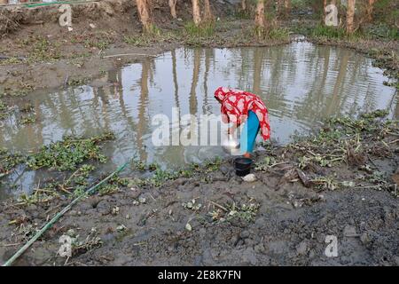 Bagerhat, Bangladesch - 21. Januar 2021: Die Wirkung von Salzwasser ist mehr in den Küstengebieten von Bangladesch. Die Menschen in dieser Region leiden viel unter f Stockfoto