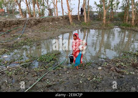 Bagerhat, Bangladesch - 21. Januar 2021: Die Wirkung von Salzwasser ist mehr in den Küstengebieten von Bangladesch. Die Menschen in dieser Region leiden viel unter f Stockfoto