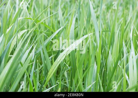 Grün nassen Grasfeld mit Tröpfchen. Natur Hintergrund Stockfoto