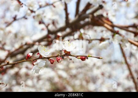 Kirschbaum in Blüte. Frühling und Romantik Konzept Stockfoto