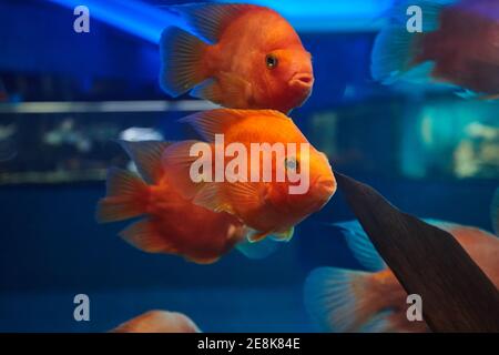 Rotblutpapageienfische im Aquarium Wasserbecken. Süßwasserfische Haustiere Stockfoto