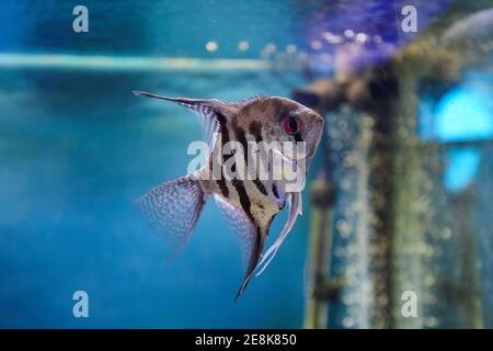 pterophyllum Angelfisch auf blauem Wasserhintergrund. Aquarium Haustiere Stockfoto