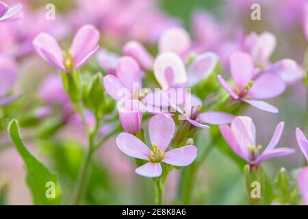 Schöne blühende Frühlingsblumen. Frühlingszeit Grußkarte Stockfoto