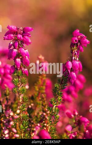 Nahaufnahme der Gruppe der violetten Heidekraut Blumen auf Unscharfer Hintergrund Stockfoto