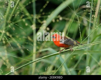 Männlicher roter Fody, grüner Hintergrund, seychellen Stockfoto