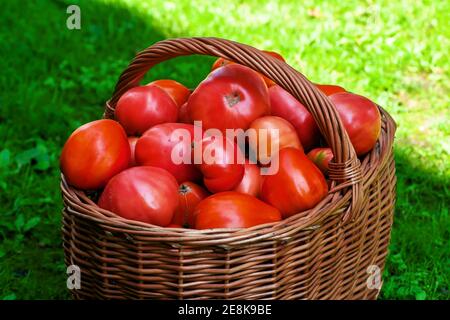 Große rote reifen Tomaten in braunem Holzkorbkorb frisch Im Sommer aus Bio-Garten geerntet Stockfoto