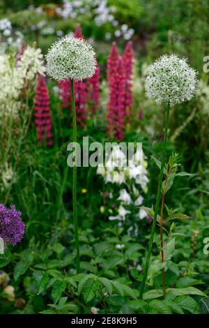 Allium Mount everest, camassia Leichtlinii alba, rote Lupine, Lupinen, lupinus, mischen, gemischt, Zierzwiebeln, Zierzwiebel, Bett, Grenze, mehrjährig, gemischt planti Stockfoto