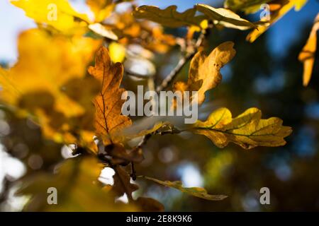 Herbstblätter auf einer gefallenen Eiche in Long Wood, Ealing, einem lokalen Naturschutzgebiet neben der M4 nach London. Stockfoto