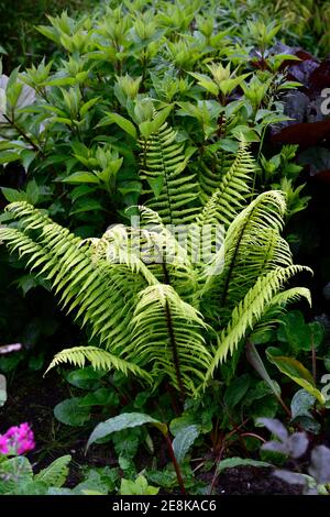 Dryopteris wallichiana, alpine Holzfarn, Blätter, Laub, attraktive Farn, Farne, Schatten, schattig, schattig, Garten, Waldgarten, Gärten, Gartenarbeit, RM Floral Stockfoto