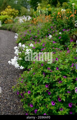 Geranium Anne Thomson, magenta, Pink, Lila, Blüte, Blumen, Blüte, mehrjährig, Mix, Gemischt, Kombination, Pfad, Edge, kantige, egding, Bett, Grenze, RM Floral Stockfoto