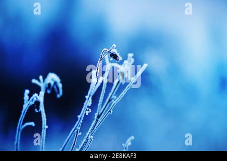 Die Knospen von verwelkten Blüten an dünnen Stängeln sind an einem frostigen Wintertag mit Schnee und Frost bedeckt. Natur im Januar. Stockfoto